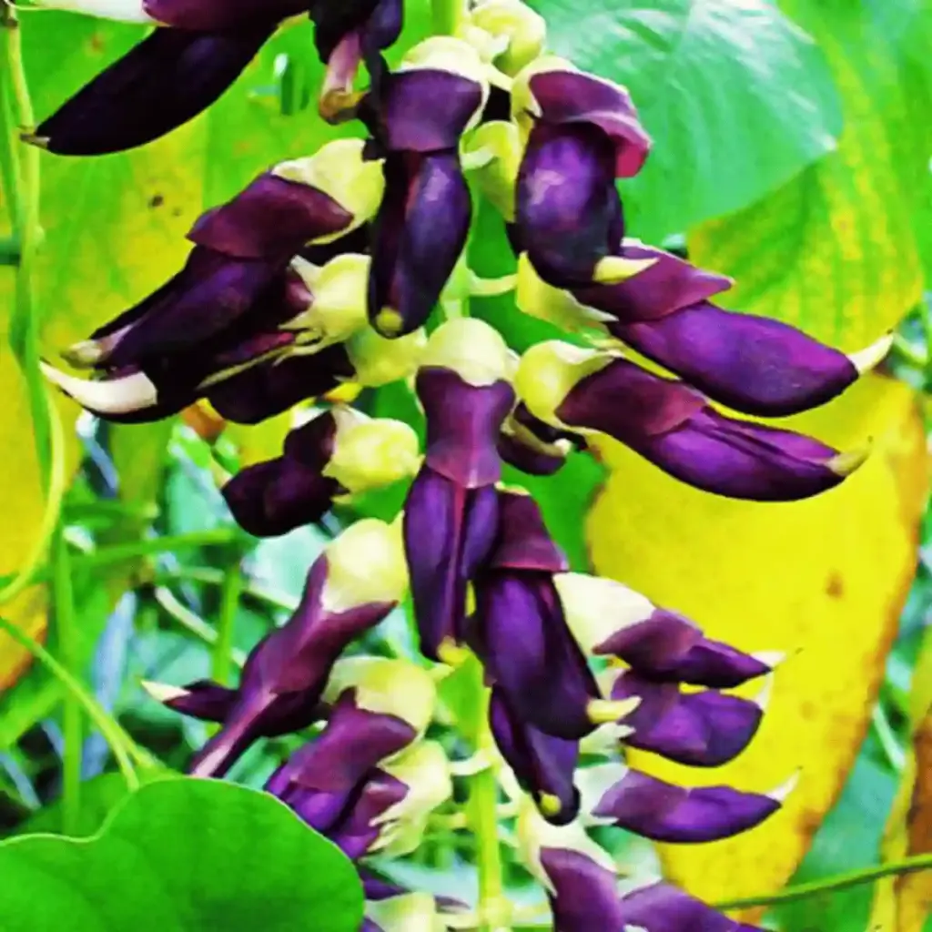 Velvet Bean